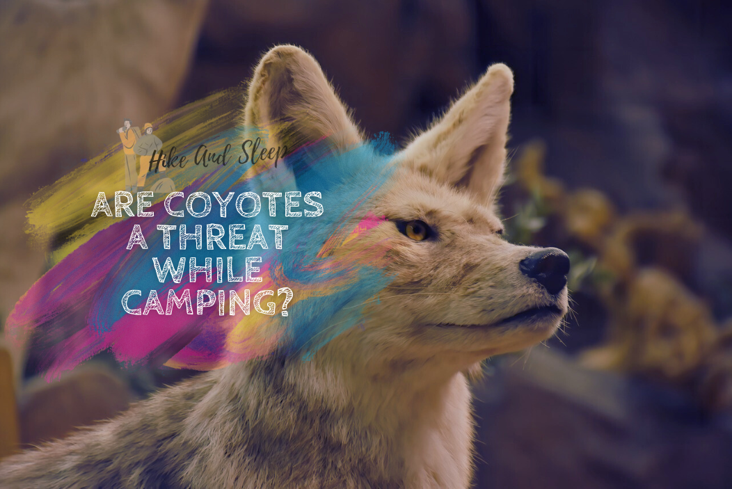 camping with coyotes - blog banner