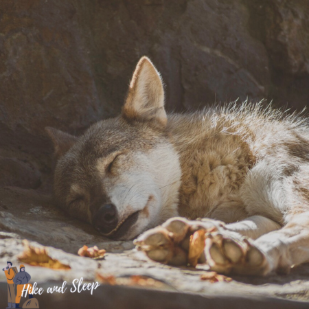 coyote sleeping